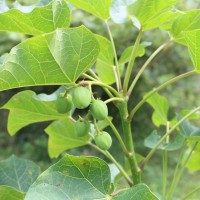 <i>Jatropha curcas</i>  L.